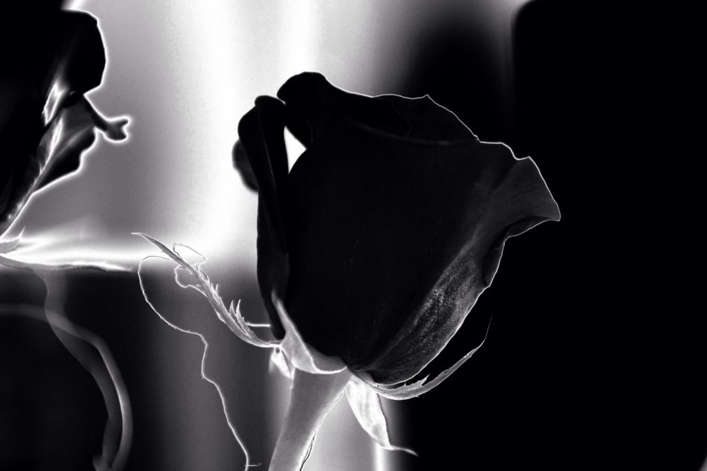 nature-silhouette-blossom-light-black-and-white-plant-1244527-pxhere.com